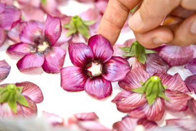 감천마을꽃차문화원사진